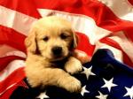 un chien