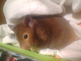 mon ancien hamster